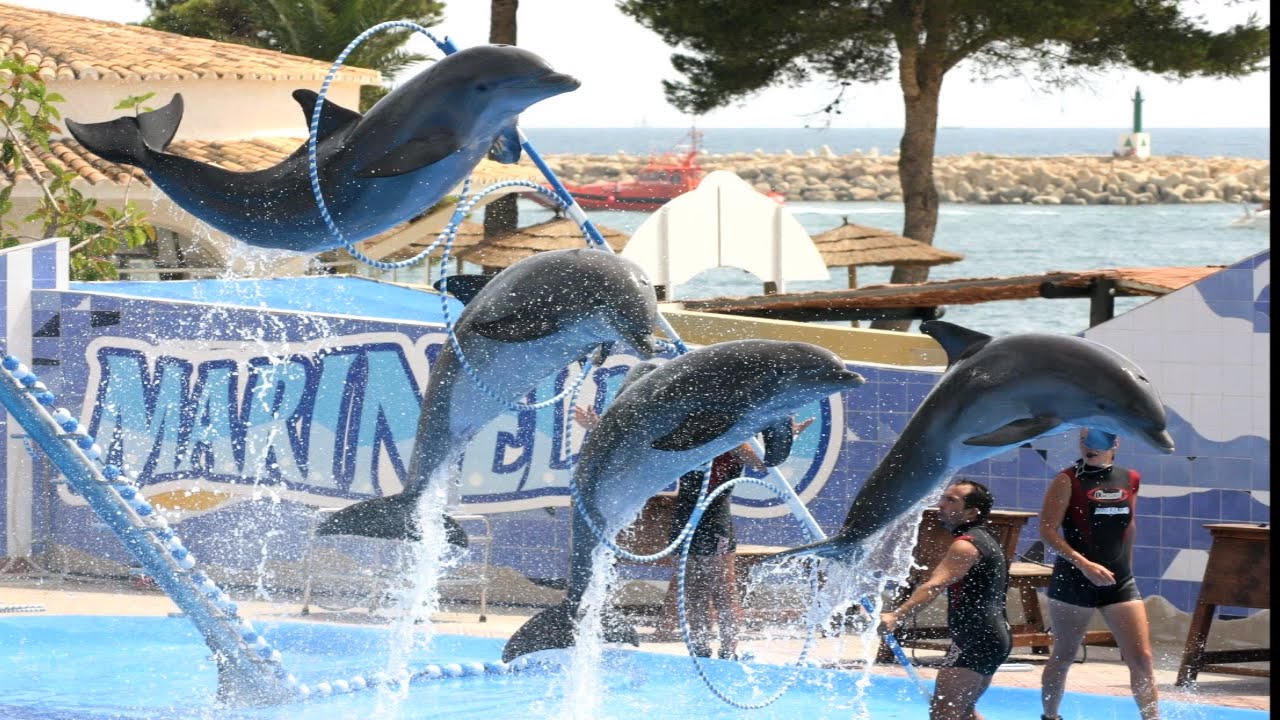 Dolphin Show Hurghada