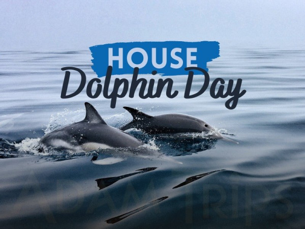 Dolphin House