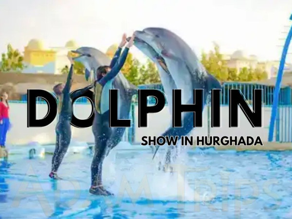 Spectacle de dauphins à Hurghada